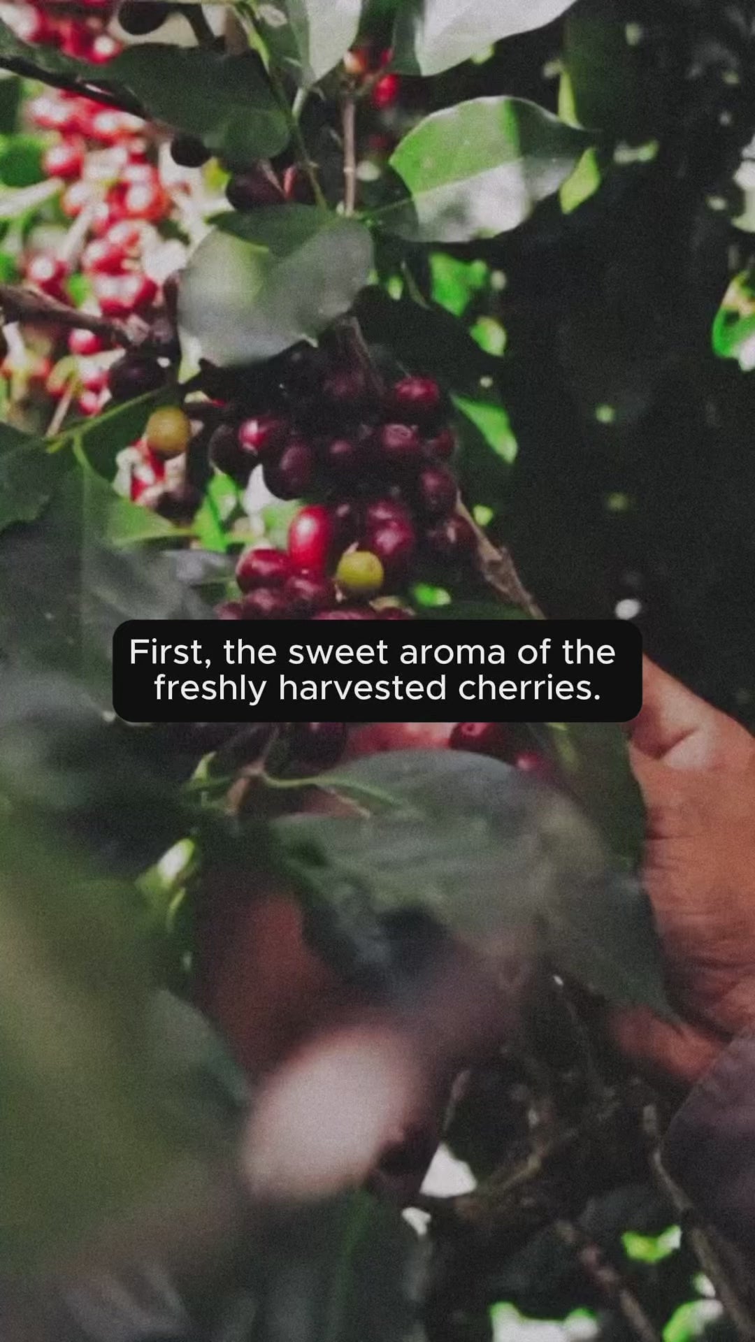 Pure Over X Coffee Relief: Immersive Roast