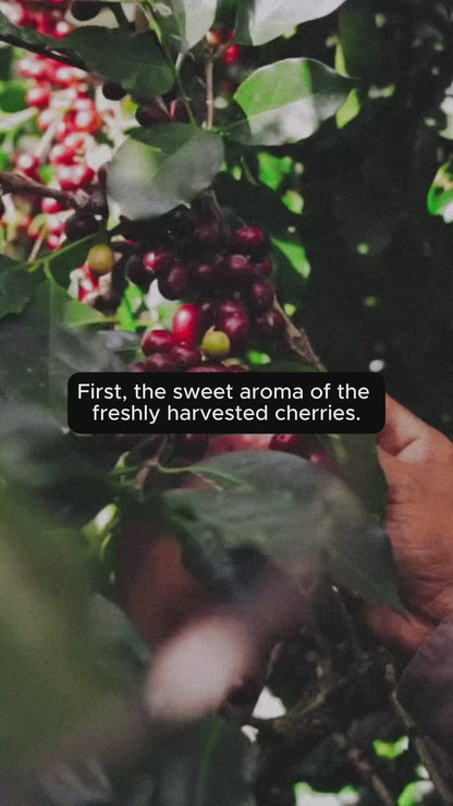 Pure Over X Coffee Relief: Immersive Roast